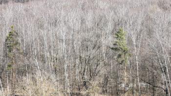 panoramic view of forest with last snow on spring sunny day