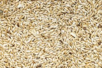 food background - scagliola canary seeds close up