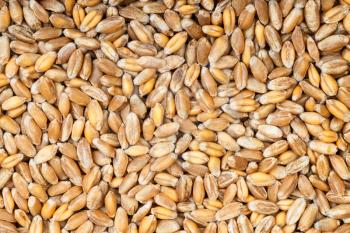 food background - top view of raw common wheat grains