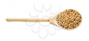 wooden spoon with common wheat grains isolated on white background