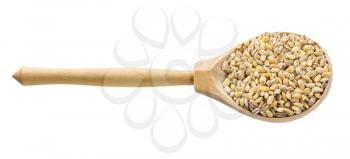 wooden spoon with uncooked pearled barley grains isolated on white background