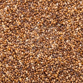 square food background - whole-grain teff seeds close up
