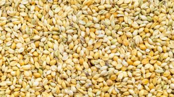 panoramic food background - whole-grain foxtail millet seeds close up