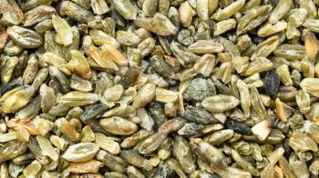 panoramic food background - green freekeh wheat grains close up