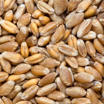 square food background - common wheat grains close up