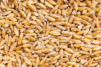 food background - uncooked Emmer farro hulled wheat grains