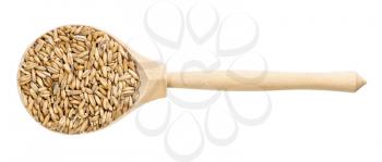 top view of wood spoon with unpolished oat grains isolated on white background