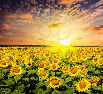 Idyllic scenic landscape - sunflower field on sunset with dramatic cloudscape