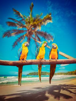 Tropical vacation concept - three parrots Blue-and-Yellow Macaw Ara ararauna also known as the Blue-and-Gold Macaw on tropical beautiful idyllic beach and sea background