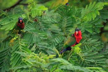 Lories in tree