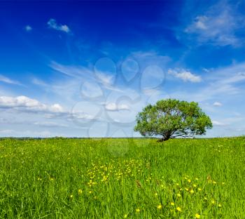 Spring summer background - blooming flowers green grass field meadow scenery lanscape under blue sky with single lonely tree