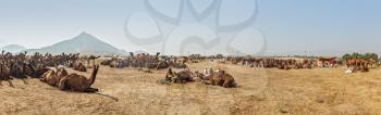 Panorama of camels camp at Pushkar Mela (Pushkar Camel Fair). Pushkar, Rajasthan, India