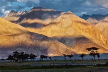 HImalayas on sunset with tree silhouettes. Nubra valley, Ladakh, India
