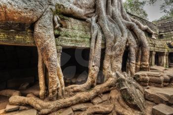 High dynamic range (hdr) image of ancient ruins with tree roots, Ta Prohm temple ruins, Angkor, Cambodia