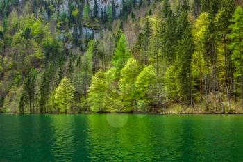 Green trees reflecting in lake. Königssee, Bavaria, Germany