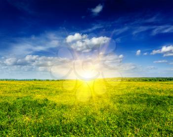 Spring summer background - blooming flowers field meadow with blue sky and bright sun