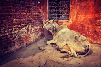 Vintage retro hipster style travel image of indian cow in the street of India - cow is considered a sacred animal in India