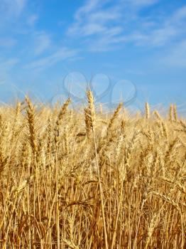 Wheat ears on field against blue sky. 