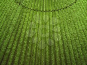Green corrugated fabric texture as abstract background.