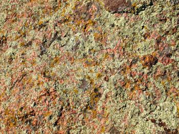 Green and yellow moss and lichen on a granite stone surface taken closeup as background.