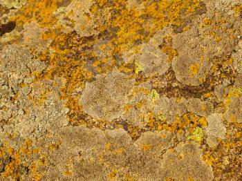 Yellow and orange moss and lichen on a stone surface taken closeup.Background.