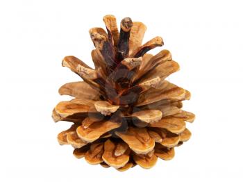 One fir cone taken closeup isolated on white background.
