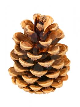 Fir cone taken closeup isolated on a white background.