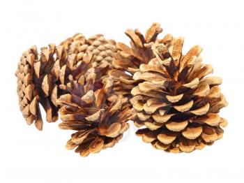 Fir cones isolated on white background.