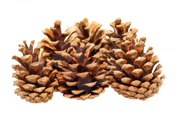 Fir cones isolated on a white background.