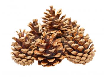 Fir cones taken closeup isolated on a white background.
