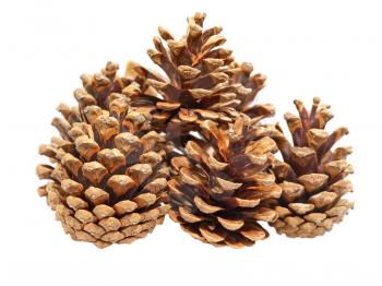 Fir cones taken closeup isolated on white background.