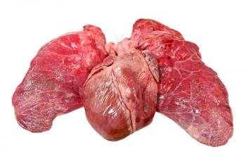 Pig heart and lung isolated on white background.