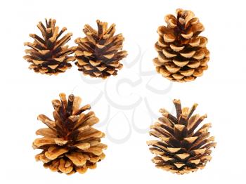 Set of fir cones isolated on a white background.