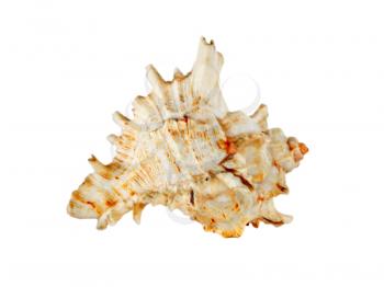 Seashell closeup isolated on white background.