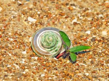 Conch shell and green sprout on sand taken closeup.