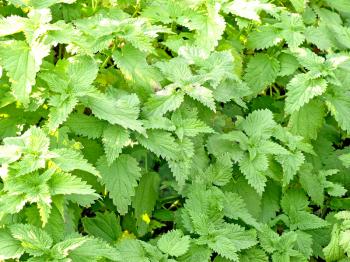 Bright green nettle leaves.Background.