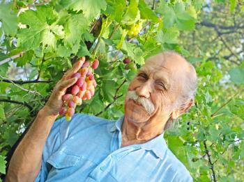 Elderly happy man holds a ripe grape against green leaves.