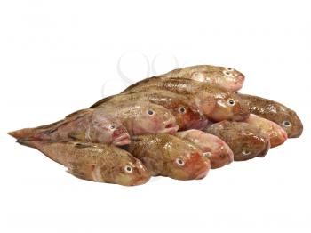 Fresh fish row isolated on a white background.