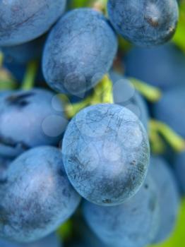 Ripe blue grape taken closeup.