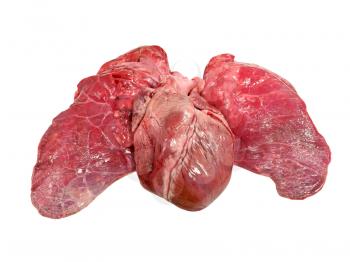 Pig heart and lung isolated on a white background.