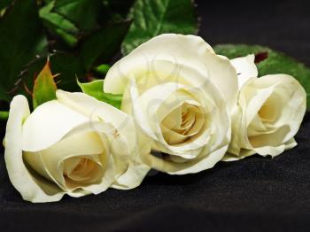 Three white  roses in a row on black background.