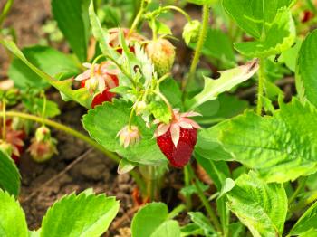 Strawberry growing in a ecological garden.