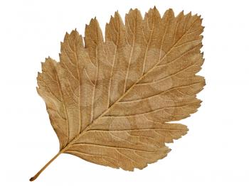 Autumn leaf isolated on a white background.