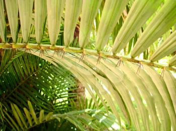 Palm leaf.                               