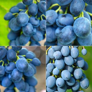 Ripe blue grape collage.