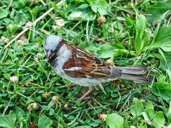 Small sparrow on greeen grass taken closeup.
