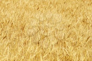 Ripe yellow wheat ears on a field as background.