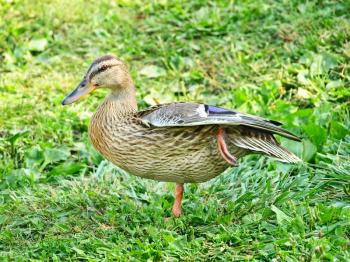 Grey mallard duck on one foot on a green grass.