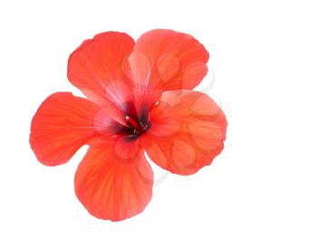 Red hibiscus flower isolated on a white background.