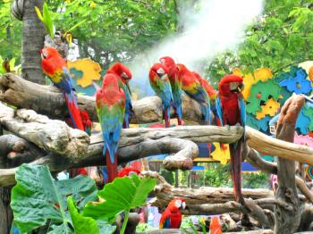 A flock of colorful parrots in a tropical park.